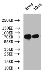 spaP Antibody