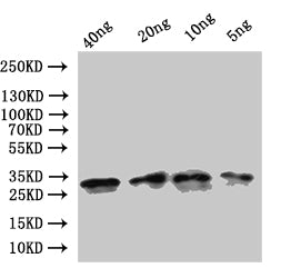 ompA Antibody