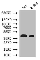 nos Antibody
