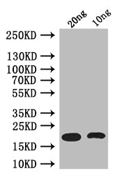 csgA Antibody
