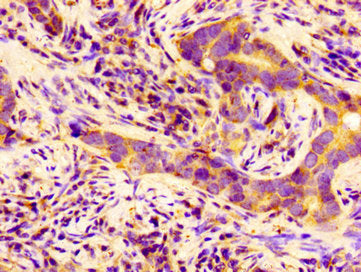 BCAM Antibody