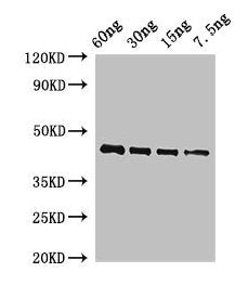 OSM34 Antibody