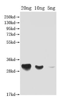 DFRA Antibody