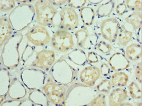 BAG6 Antibody