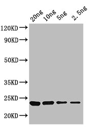 KNAT3 Antibody