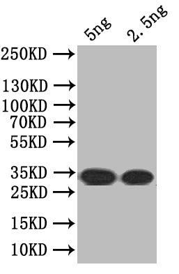 SEC16 Antibody