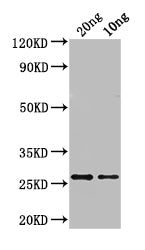 ASE1 Antibody