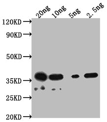 DERP2 Antibody