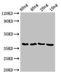 ftsZ Antibody