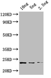 KNAT4 Antibody