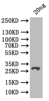 csgD Antibody