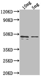 rpaA Antibody