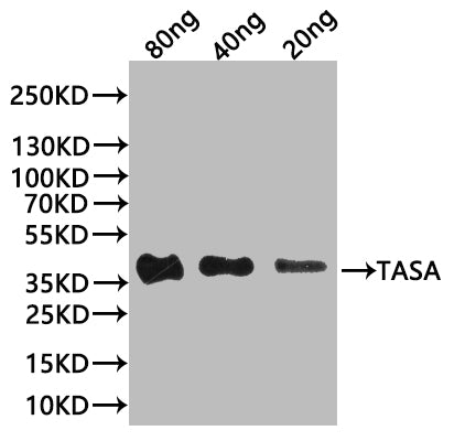 tasA Antibody