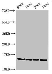 ponA Antibody