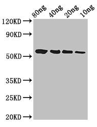 btfP Antibody
