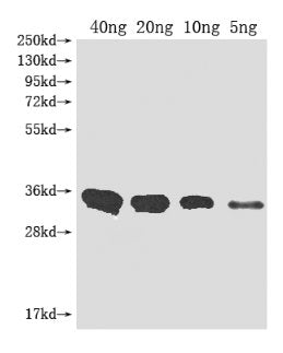 Metallo-beta-lactamase type 2 Antibody