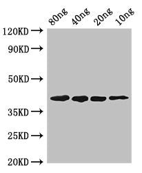 pepF Antibody