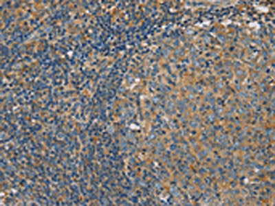 CLIC1 Antibody