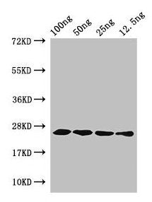hfb1 Antibody