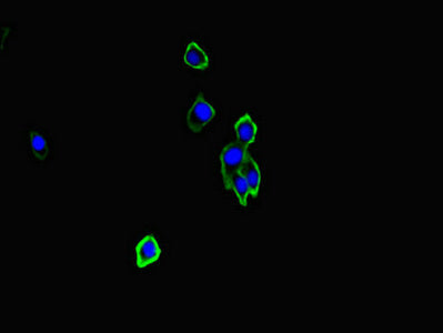 NRXN1 Antibody