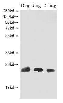 Omega-hexatoxin-Hv1a Antibody