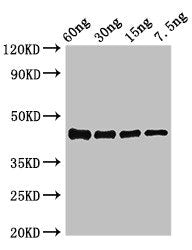 ompK Antibody