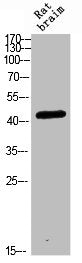 CRHR2 Antibody