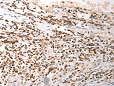 VTCN1 Antibody