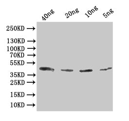 Alpha-bungarotoxin Antibody