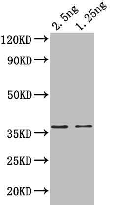 hupB Antibody