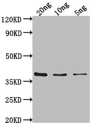 hupB Antibody