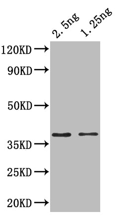 ihfA Antibody