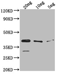 ihfA Antibody