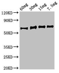 eno Antibody