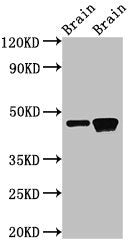 GNAS Antibody