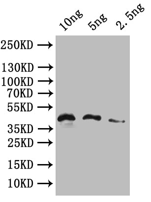 HERVK_113 Antibody