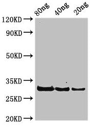 rplL Antibody