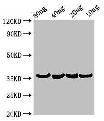 Beta-lytic metalloendopeptidase Antibody
