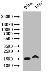 MELT Antibody