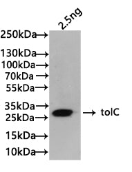 tolC Antibody