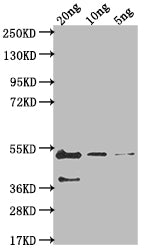 gB Antibody