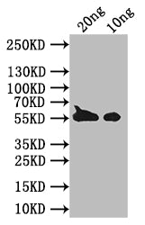 BZLF1 Antibody