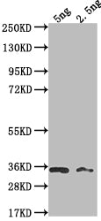 BARF1 Antibody