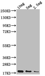 Capsid protein Antibody