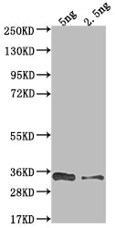 VACWR117 Antibody