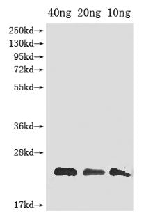gag Antibody