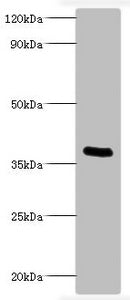 ptxA Antibody