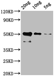 cry1Ac Antibody