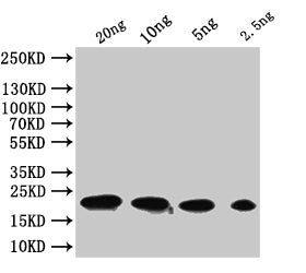 tfpQ Antibody