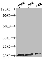 epiA Antibody